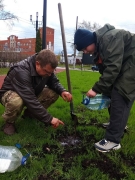 Посадкой кедров отметили в Нижнем Новгороде праздник весны и труда 0